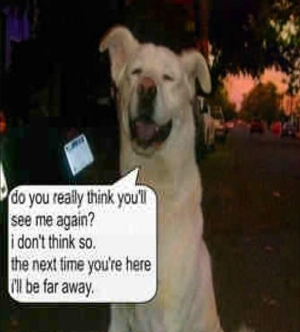 lolcat